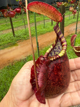 Load image into Gallery viewer, N.((viking x ampullaria) x sumatrana) x rafflesiana - Specimen 2

