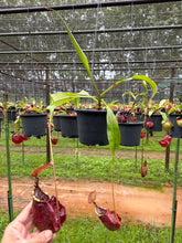Load image into Gallery viewer, N.((viking x ampullaria) x sumatrana) x rafflesiana - Specimen 2
