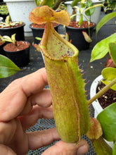 Load image into Gallery viewer, N. truncata
