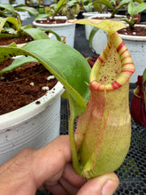Load image into Gallery viewer, N.(viking x ampullaria) x veitchii - Specimen 1
