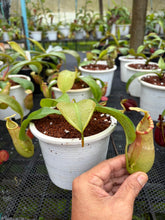 Load image into Gallery viewer, N.(viking x ampullaria) x veitchii - Specimen 1
