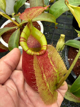 Load image into Gallery viewer, N.(viking x ampullaria) x veitchii - Specimen 2
