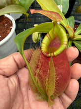 Load image into Gallery viewer, N.(viking x ampullaria) x veitchii - Specimen 2

