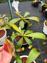Load image into Gallery viewer, N.(viking x ampullaria) x veitchii - Specimen 2
