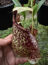 Load image into Gallery viewer, N. rafflesiana - Wholesale Lot of 10
