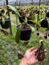 Load image into Gallery viewer, N. rafflesiana - Wholesale Lot of 10
