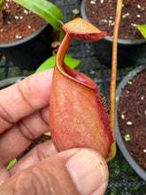 Load image into Gallery viewer, N. bicalcarata - Wholesale Lot of 10
