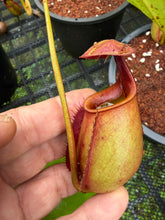 Load image into Gallery viewer, N. bicalcarata - Wholesale Lot of 10
