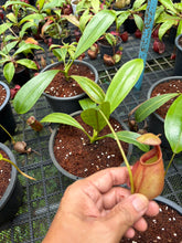 Load image into Gallery viewer, N. bicalcarata - Wholesale Lot of 10
