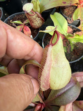 Load image into Gallery viewer, N. rafflesiana 'Nivea' x (mirabilis var. 'Trang-Bizarre' x ampullaria) - Wholesale Lot of 10

