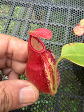 Load image into Gallery viewer, N. (viking x ampullaria) x veitchii - Wholesale Lot of 10
