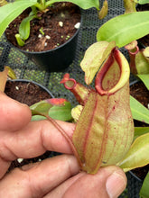 Load image into Gallery viewer, N. (viking x ampullaria) x veitchii - Wholesale Lot of 10

