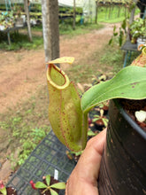 Load image into Gallery viewer, N. (viking x ampullaria) x veitchii - Wholesale Lot of 10

