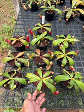 Load image into Gallery viewer, N. (viking x ampullaria) x veitchii - Wholesale Lot of 10
