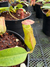 Load image into Gallery viewer, N. boschiana x veitchii - Wholesale Lot of 10
