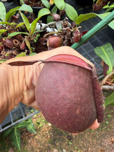 Load image into Gallery viewer, N. ampullaria 'Mega Belly'

