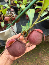 Load image into Gallery viewer, N. ampullaria 'Mega Belly'
