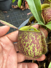 Load image into Gallery viewer, N. ampullaria - Specimen 3
