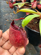 Load image into Gallery viewer, N. hookeriana 'Red' - Wholesale Lot of 10
