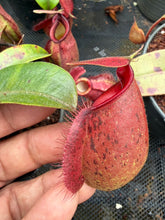 Load image into Gallery viewer, N. hookeriana 'Red' - Wholesale Lot of 10
