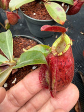 Load image into Gallery viewer, N. hookeriana 'Red' - Wholesale Lot of 10
