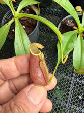 Load image into Gallery viewer, N.hirtella x [(thorelii x boschiana) x (lowii x campanulata)] - Wholesale Lot of 10
