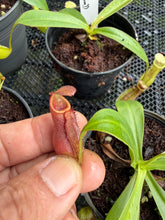 Load image into Gallery viewer, N.hirtella x [(thorelii x boschiana) x (lowii x campanulata)] - Wholesale Lot of 10
