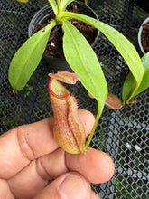 Load image into Gallery viewer, N.hirtella x [(thorelii x boschiana) x (lowii x campanulata)] - Wholesale Lot of 10
