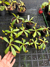 Load image into Gallery viewer, N.hirtella x [(thorelii x boschiana) x (lowii x campanulata)] - Wholesale Lot of 10
