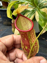 Load image into Gallery viewer, N. gaya 'Variegated'
