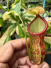 Load image into Gallery viewer, N. gaya 'Variegated'
