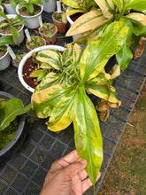 Load image into Gallery viewer, N. gaya 'Variegated'
