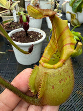 Load image into Gallery viewer, N.veitchii - Specimen 5
