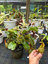 Load image into Gallery viewer, N.veitchii - Specimen 5
