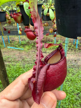 Load image into Gallery viewer, N. mirabilis var. 'Trang-Bizarre' x (viking x ampullaria 'Black Miracle')

