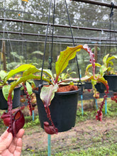 Load image into Gallery viewer, N. mirabilis var. 'Trang-Bizarre' x (viking x ampullaria 'Black Miracle')
