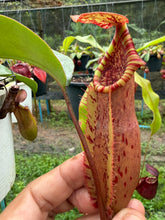 Load image into Gallery viewer, N. northiana x veitchii - Specimen 4
