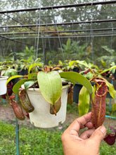 Load image into Gallery viewer, N. northiana x veitchii - Specimen 4
