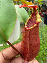 Load image into Gallery viewer, N. northiana x veitchii - Specimen 5
