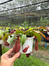 Load image into Gallery viewer, N. northiana x veitchii - Specimen 5
