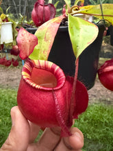 Load image into Gallery viewer, N. viking x ampullaria
