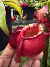 Load image into Gallery viewer, N. viking x ampullaria
