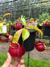Load image into Gallery viewer, N. viking x ampullaria
