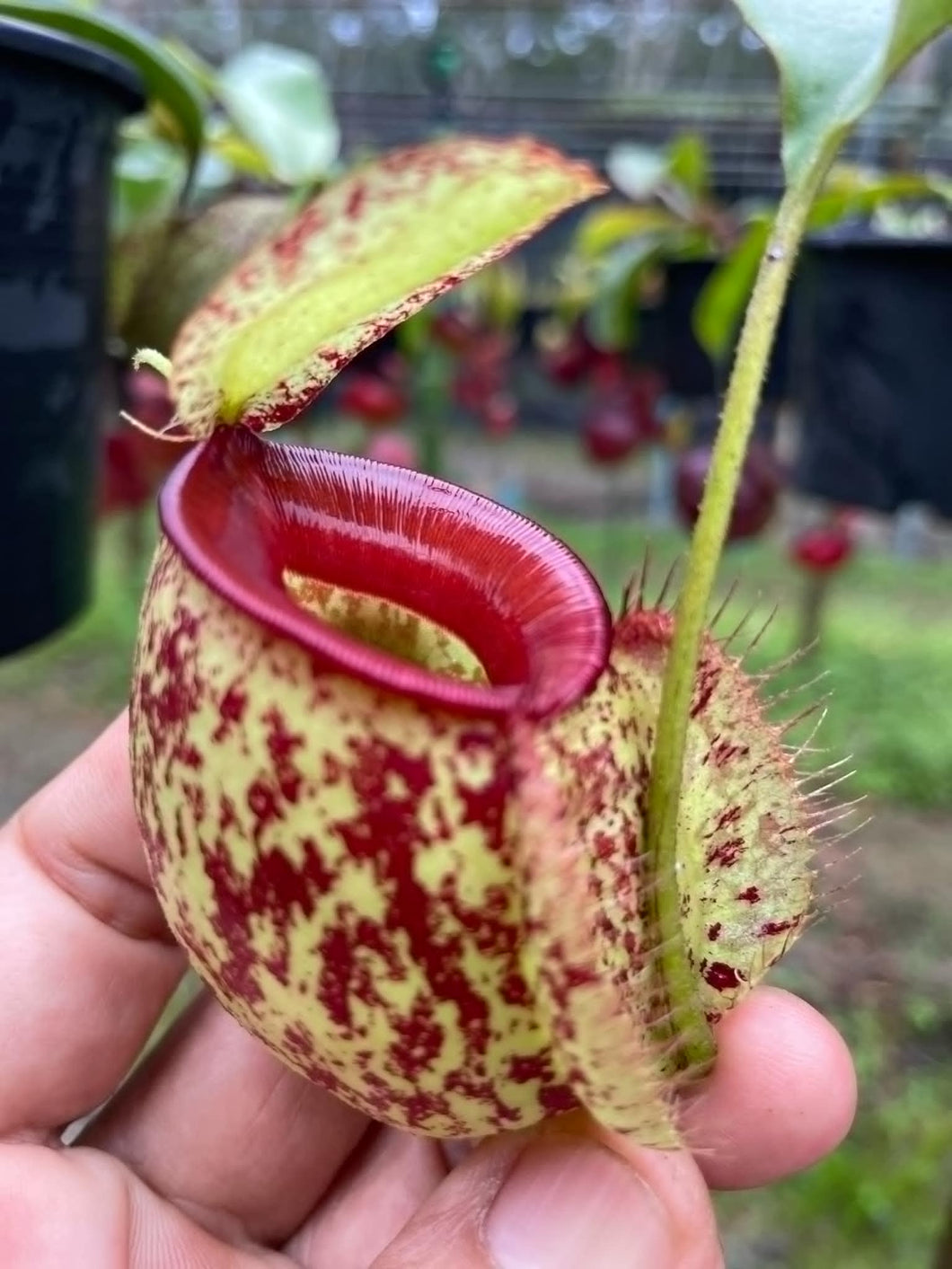 N.(viking x Hookeriana) x ampullaria - Specimen 7